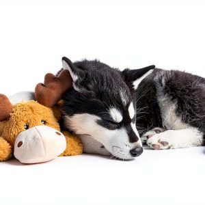 KONG Plush Dog Toy Squeaker Indoor Snuggle Play-0