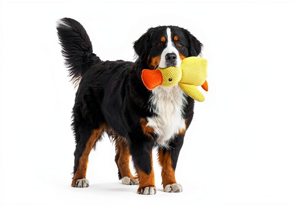 Ningbo Boto Duck Plush Dog Toy Interactive Sound Durable-5